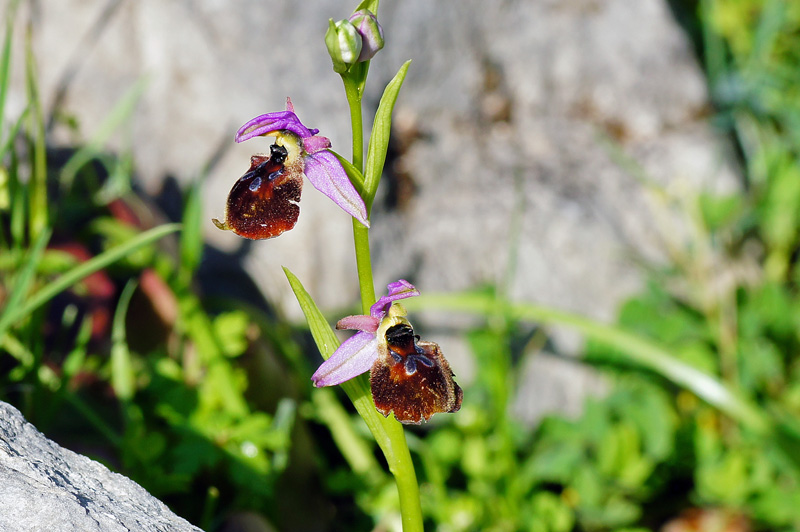 Orchidee da identificare